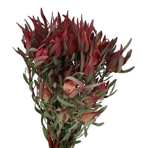 LEUCADENDRON FIRE GLOW (SPRAY)