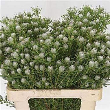 LEUCADENDRON JADE PEARL