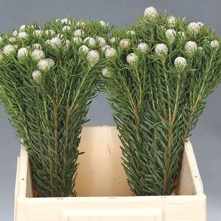 LEUCADENDRON JADE PEARL (SPRAY)