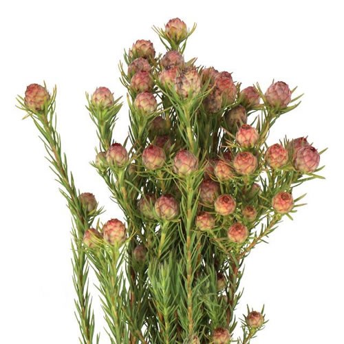 LEUCADENDRON JUBILEE CROWN
