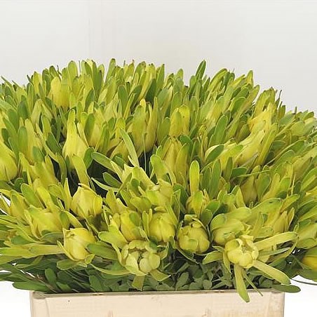 LEUCADENDRON KAMELEON