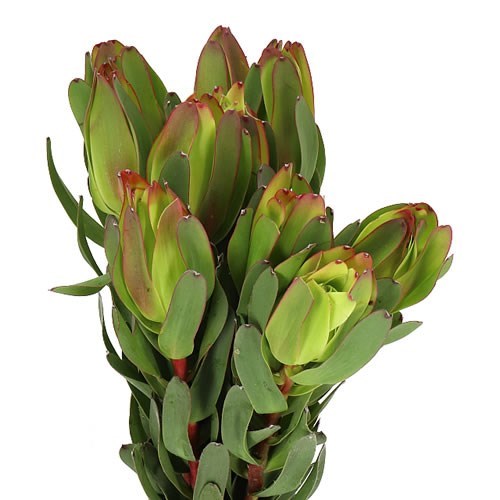 LEUCADENDRON LAUREL YELLOW