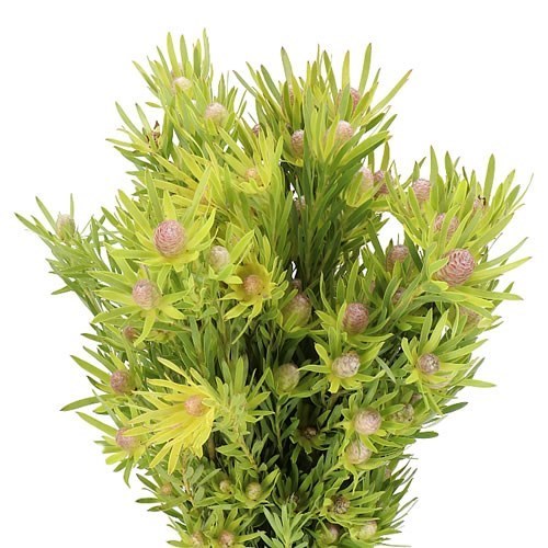 LEUCADENDRON LIME GREEN SPRAY