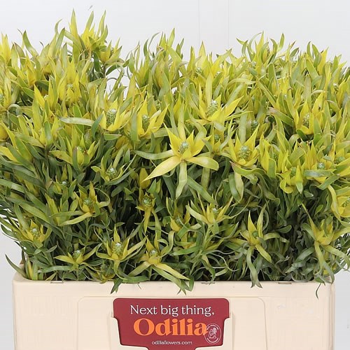 LEUCADENDRON PISA SPRAY