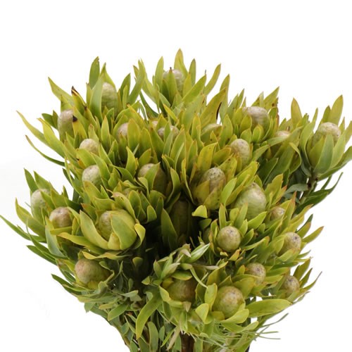 LEUCADENDRON PIZZA