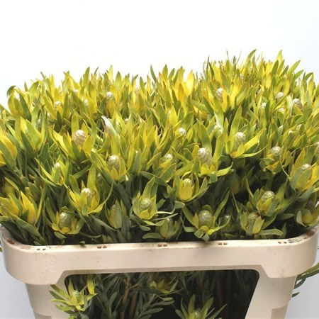 LEUCADENDRON PIZZA