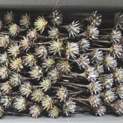 LEUCADENDRON PLUMOSUM NATURAL (DRIED)