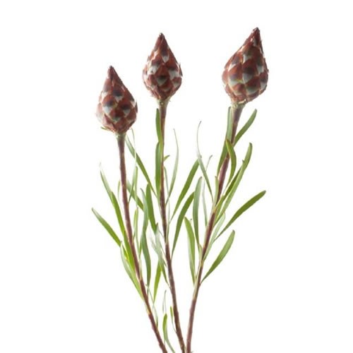 LEUCADENDRON PLUMOSUM RUBRUM