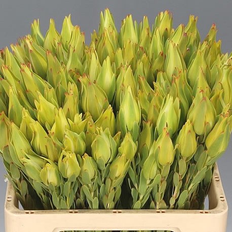 LEUCADENDRON PROCERUM SPRAY
