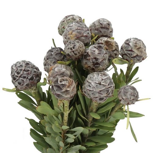 LEUCADENDRON PUBESCENS
