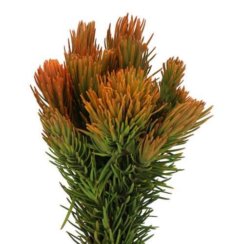 LEUCADENDRON RETZIA CAPENSIS
