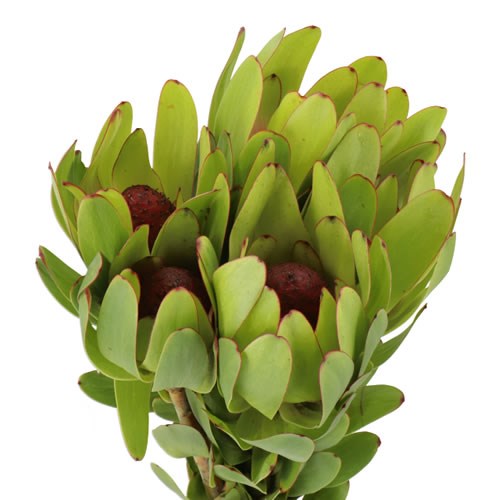LEUCADENDRON ROSETTE