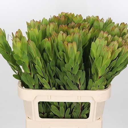 LEUCADENDRON SAFARI GOLDSTRIKE