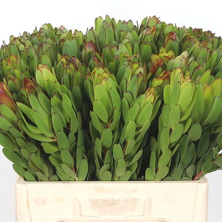 LEUCADENDRON SAFARI GOLDSTRIKE (GROWER PACK)