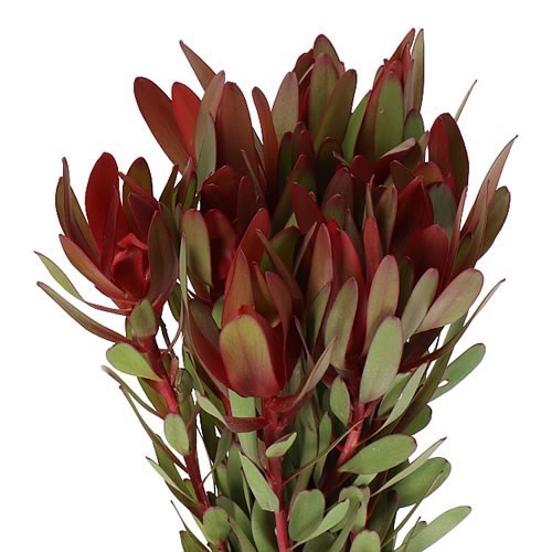 LEUCADENDRON SAFARI SUNSET