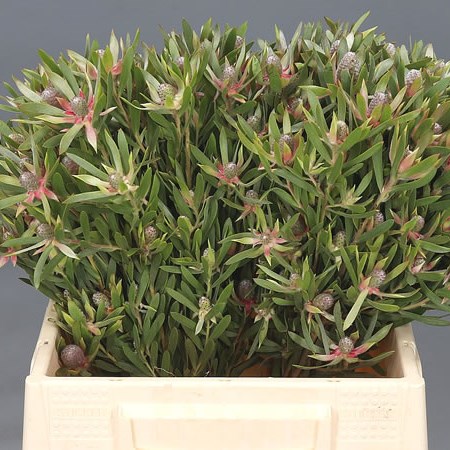 LEUCADENDRON STAR PEARL