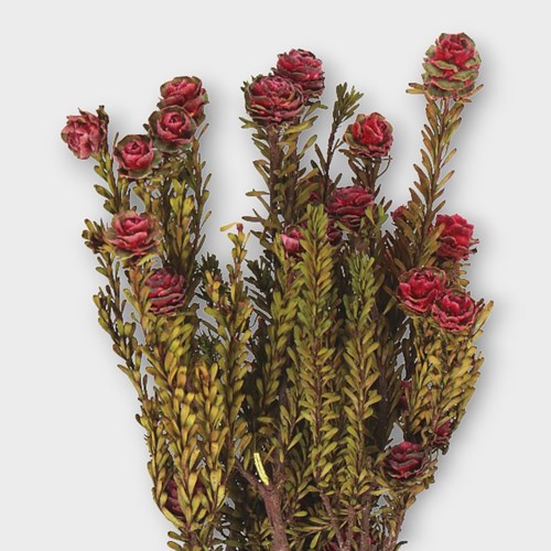 LEUCADENDRON TORTUM BURGUNDY (DRIED)
