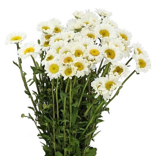 LEUCANTHEMUM RHEINBLICK