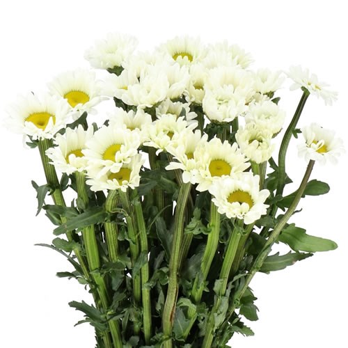 LEUCANTHEMUM ROVERS WHITE