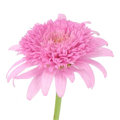 LEUCANTHEMUM STELLA MARINA