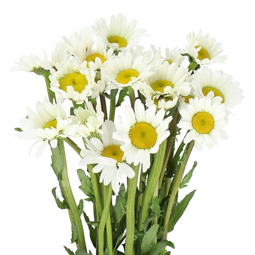 LEUCANTHEMUM SUPERBUM MADAME JEANET