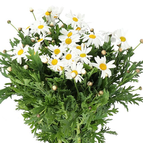 LEUCANTHEMUM VULG WHITE