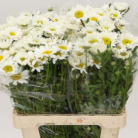 LEUCANTHEMUM VULG WHITE