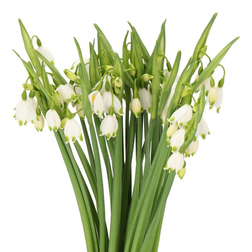 LEUCOJUM AESTIVUM