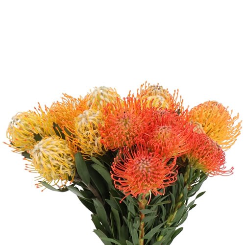 LEUCOSPERMUM ASSORTED