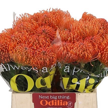  LEUCOSPERMUM AYOBA MANDARIN ZEST