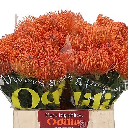 LEUCOSPERMUM AYOBA MANDARIN ZEST