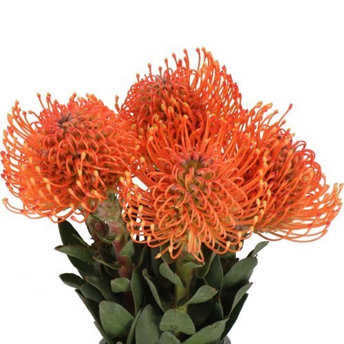 LEUCOSPERMUM AYOBA MANDARIN ZEST
