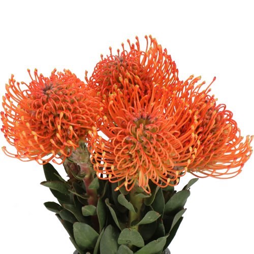 LEUCOSPERMUM AYOBA MANDARIN ZEST