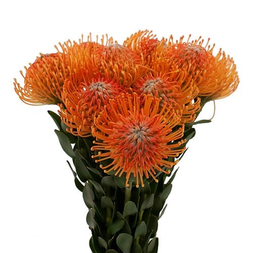 LEUCOSPERMUM AYOBA ORANGE