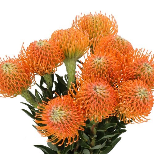 LEUCOSPERMUM  AYOBA PEACH