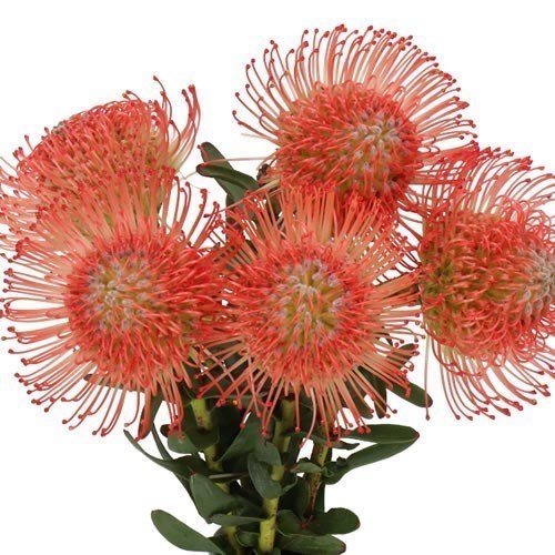 LEUCOSPERMUM AYOBA PINK (GROWER PACK)