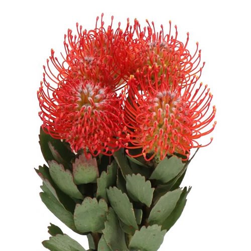 LEUCOSPERMUM AYOBA RED