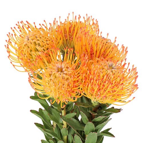LEUCOSPERMUM AYOBA SUN