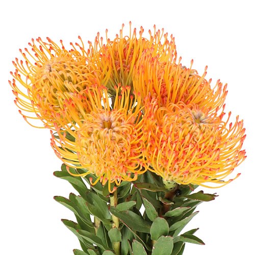 LEUCOSPERMUM AYOBA SUN