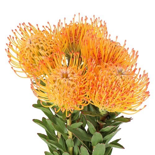 LEUCOSPERMUM AYOBA SUN (GROWER PACK)