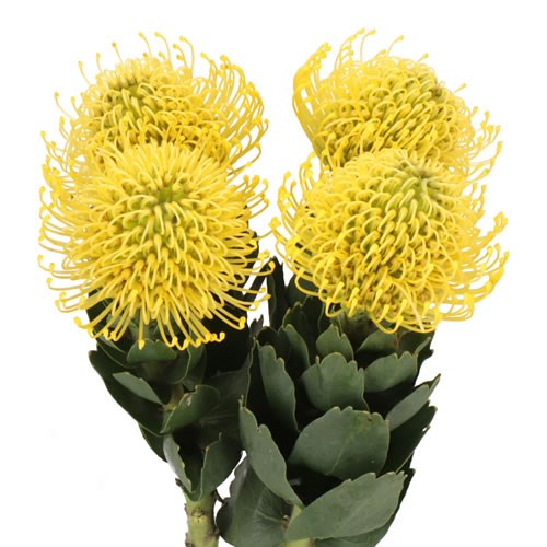 LEUCOSPERMUM AYOBA YELLOW
