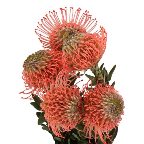 LEUCOSPERMUM AYOBE PINK GUAVA