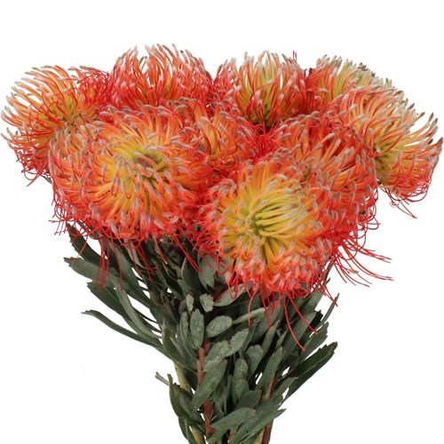 LEUCOSPERMUM BLANCHE