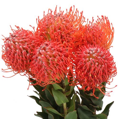 LEUCOSPERMUM CRIMSON