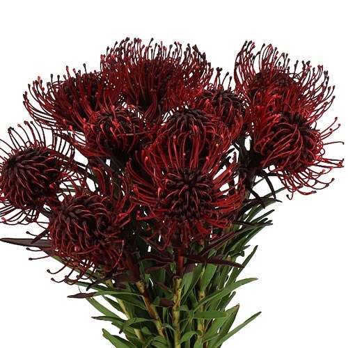LEUCOSPERMUM DYED BURGUNDY
