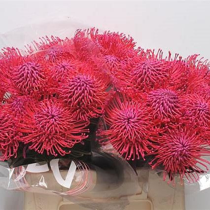 LEUCOSPERMUM DYED CERISE