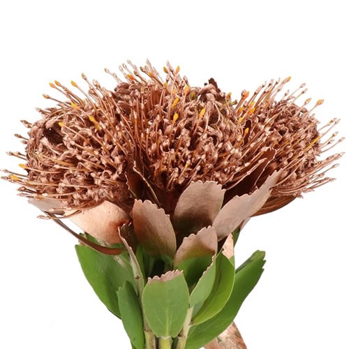 LEUCOSPERMUM DYED COPPER