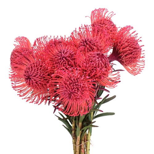 LEUCOSPERMUM DYED ERICA
