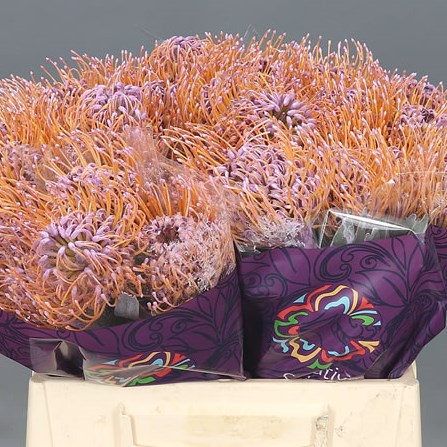 LEUCOSPERMUM DYED LAVENDER