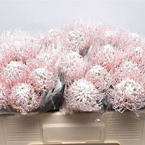 LEUCOSPERMUM DYED WHITE